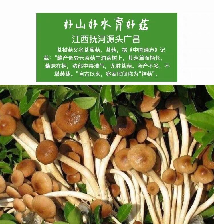 广昌 特级 茶树菇 (大礼包) 250g